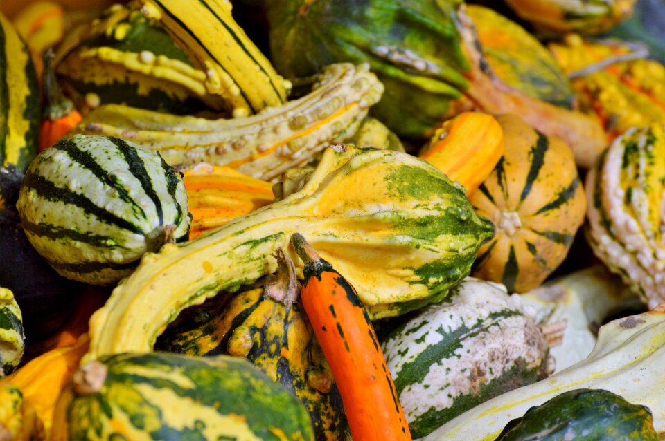 Autumn cucurbita maxima choose