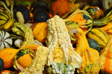 Autumn cucurbita maxima choose