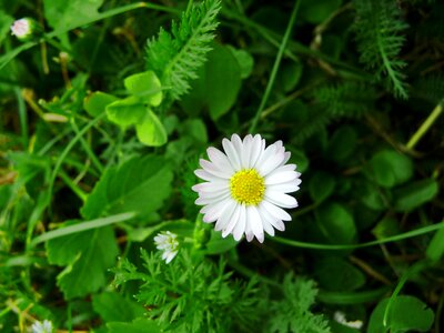 Wild flowers clover meadow