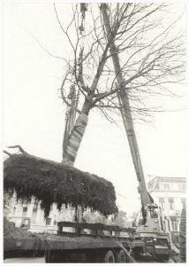 4 kastjanjebomen uit de P C Boutensstraat worden herplaatst op de hoek ParklaanZijhuizen. NL-HlmNHA 54013213