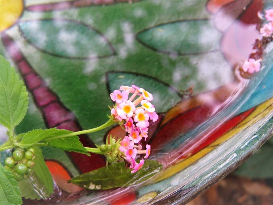Tiny flowers colorful bird bath reflections