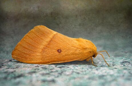 Minimal yellow stripes insect butterfly