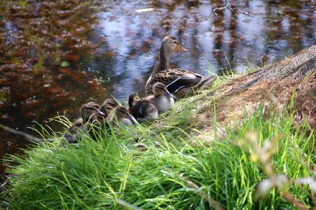 Duck wildlife water