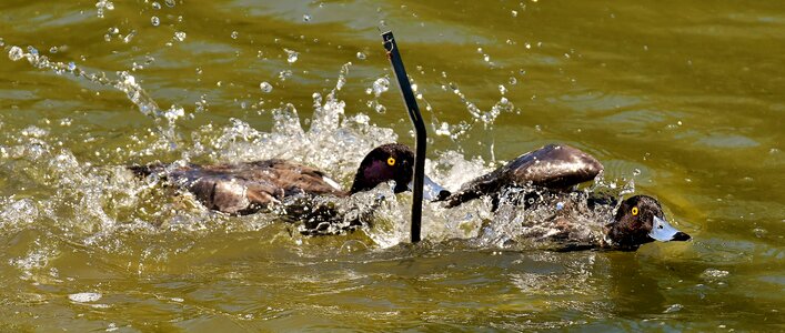 Water bird nature plumage photo