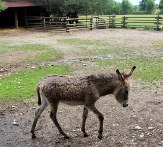 Rural animal world donkey foal