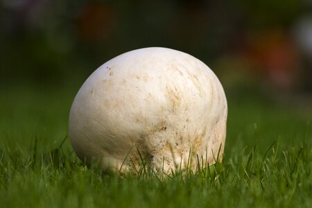 Large umbrinum mushroom dust meadow mushroom photo