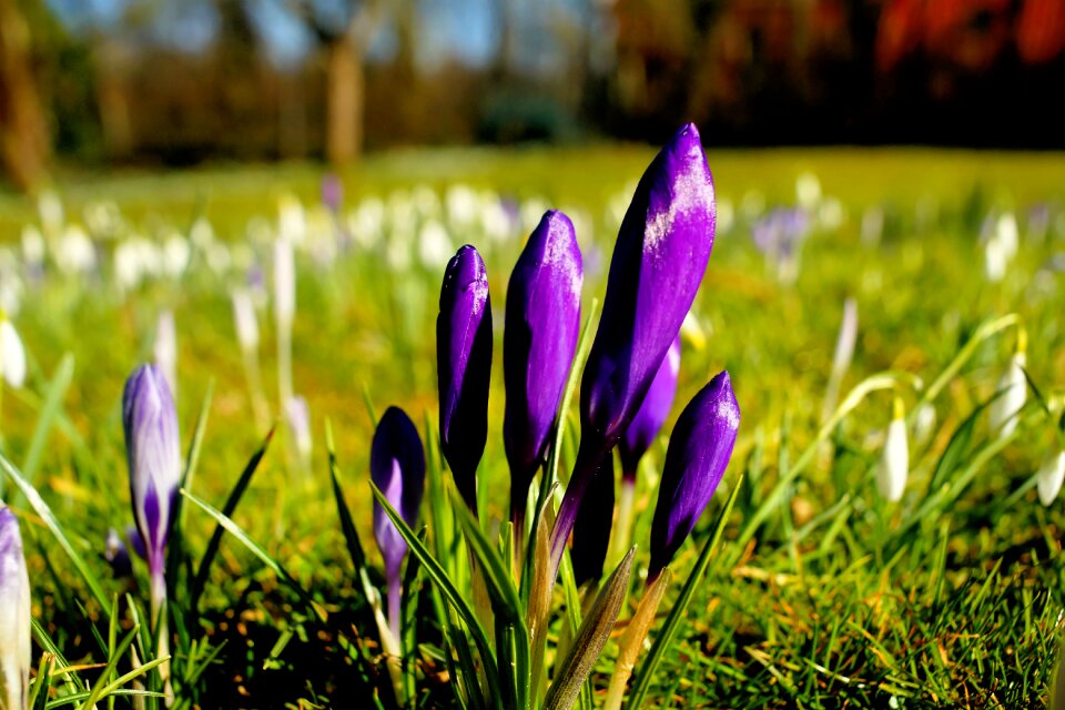 Grass meadow crocus