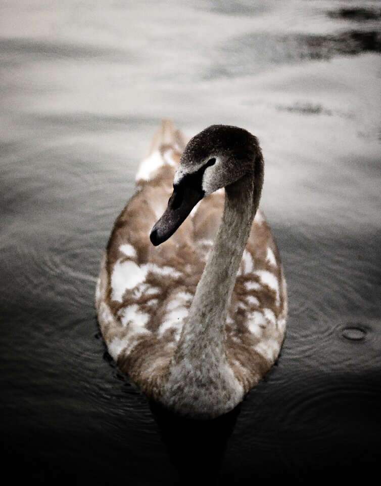 Bird animal dark