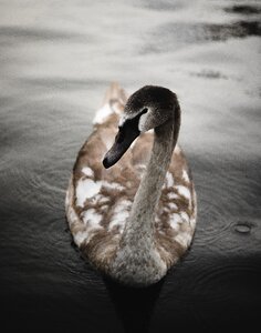 Bird animal dark