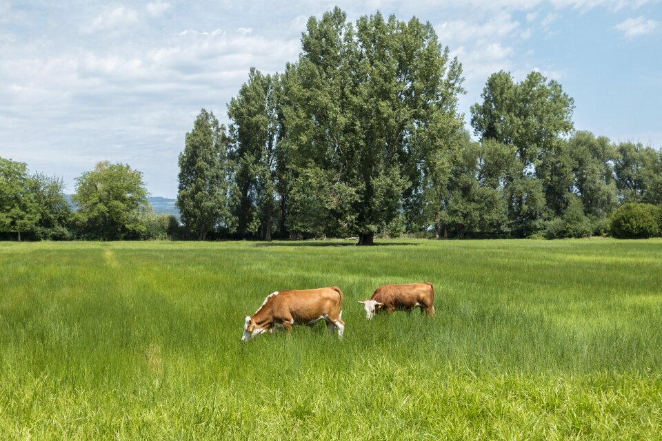 Agriculture ruminant eat