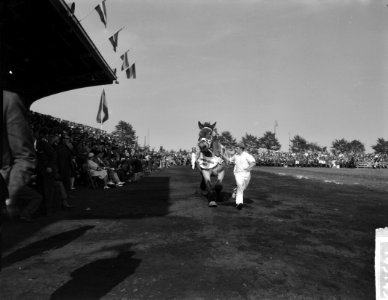 30 ste Nationale trekpaarden tentoonstelling in Den Bosch, Bestanddeelnr 914-3143