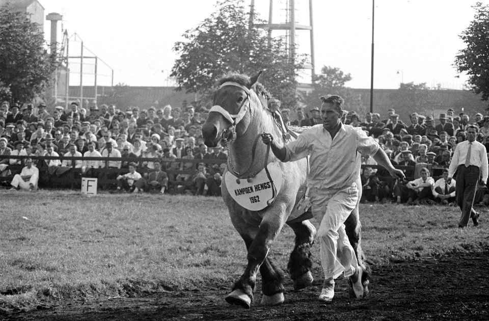 30 ste Nationale trekpaarden tentoonstelling in Den Bosch, Bestanddeelnr 914-3137