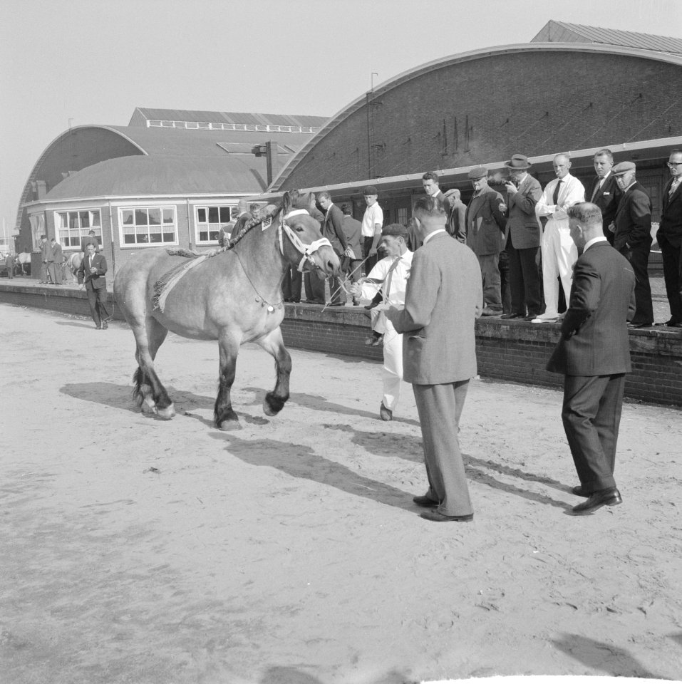 30 ste Nationale tentoonstelling voor trekpaarden in Den Bosch, Bestanddeelnr 914-3119