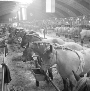 30 ste Nationale tentoonstelling voor trekpaarden in Den Bosch, Bestanddeelnr 914-3112