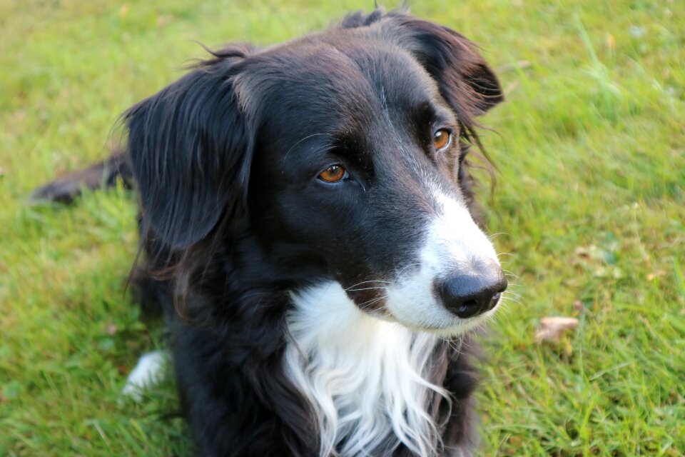 Purebred dog collie border