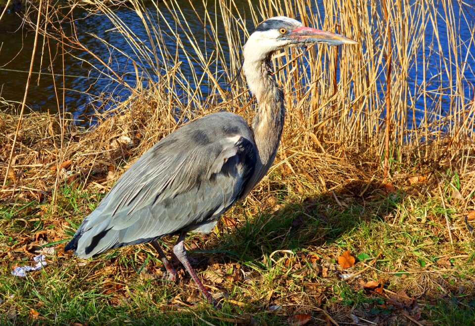 Wading bird predatory bird predator