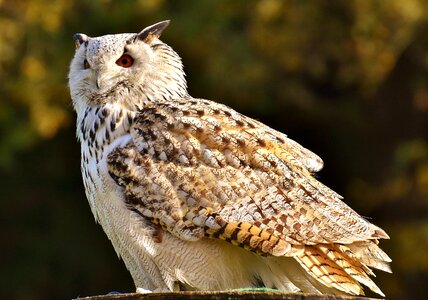 Eagle owl animals wild bird photo