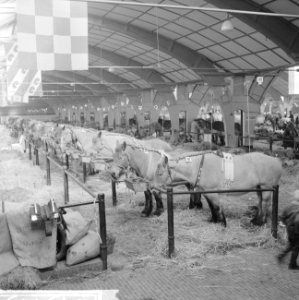 30 ste Nationale tentoonstelling voor trekpaarden in Den Bosch, Bestanddeelnr 914-3113