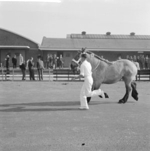 30 ste Nationale tentoonstelling voor trekpaarden in Den Bosch, Bestanddeelnr 914-3117