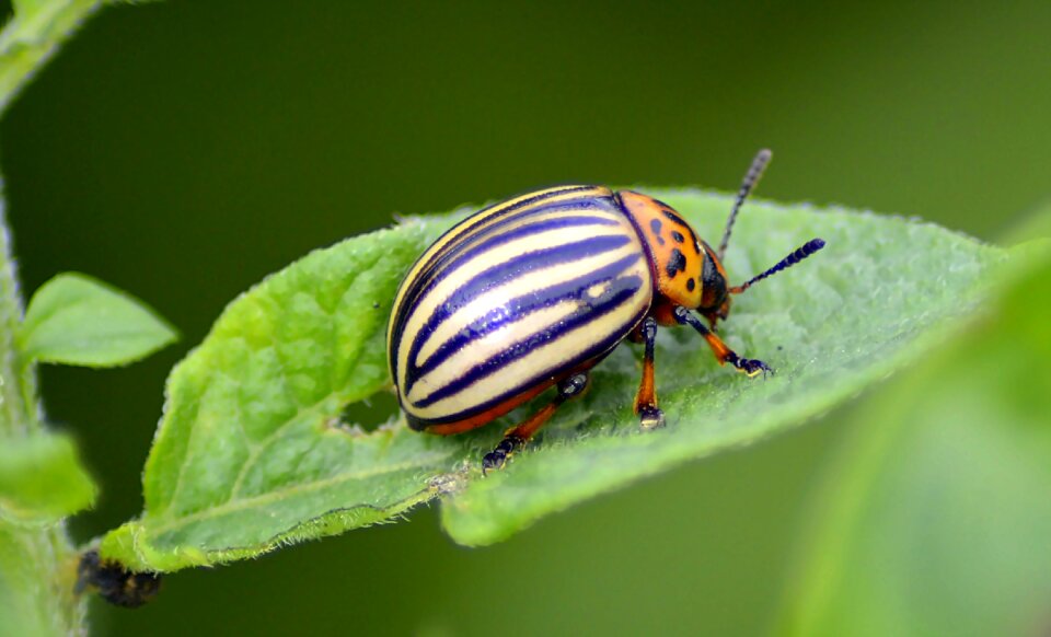 Pest beautiful probe