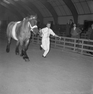 30 ste Nationale tentoonstelling voor trekpaarden in Den Bosch, Bestanddeelnr 914-3120