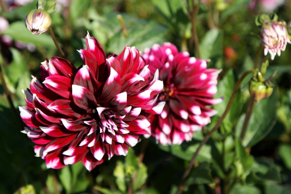 Plant garden summer