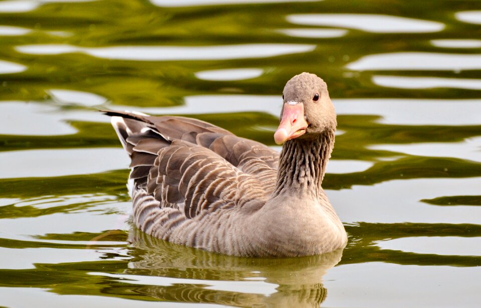 Water bird poultry swim