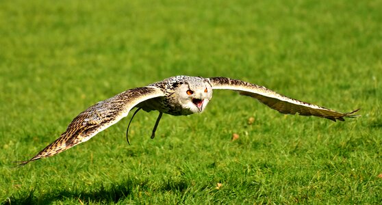 Eagle owl animals wild bird