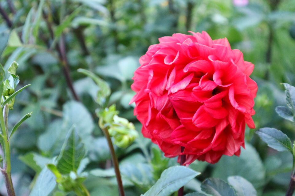 Bloom summer plant