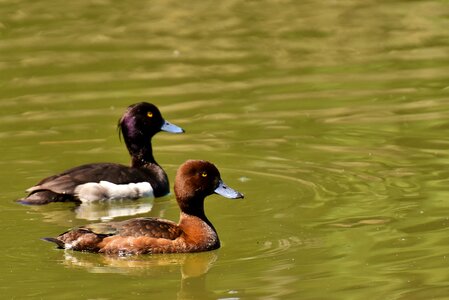 Nature plumage animal world photo