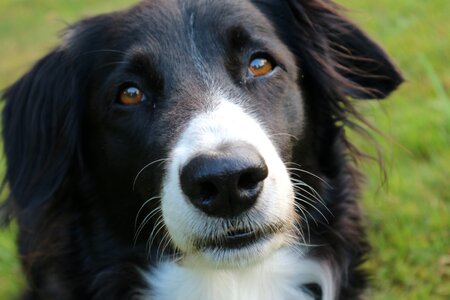 Purebred dog border collie photo