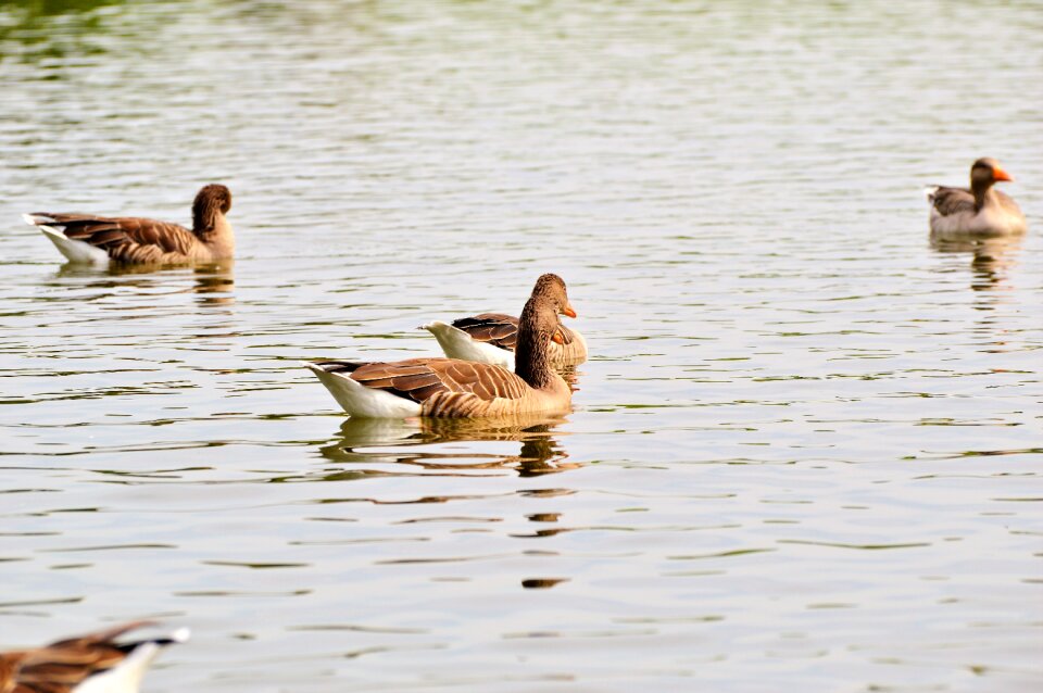Water bird poultry swim
