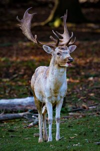 Animal fallow deer hirsch