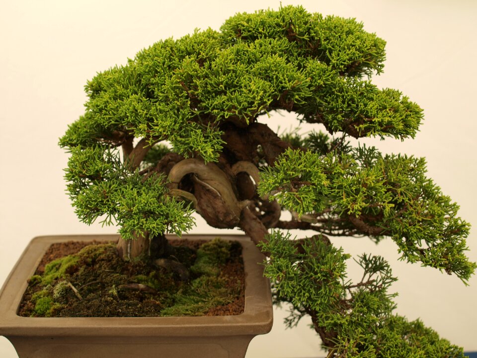 Tree minature japanese