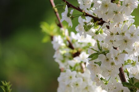 Branch tree cherry