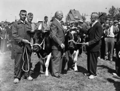 600 jaar Monnickendam fokveedag, Bestanddeelnr 907-2423