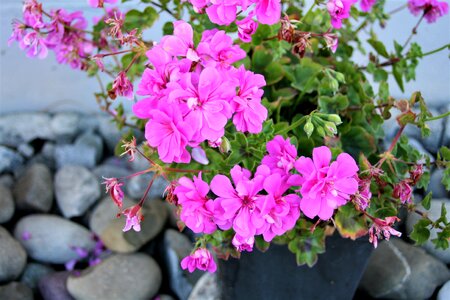 Plant flourishing ornament