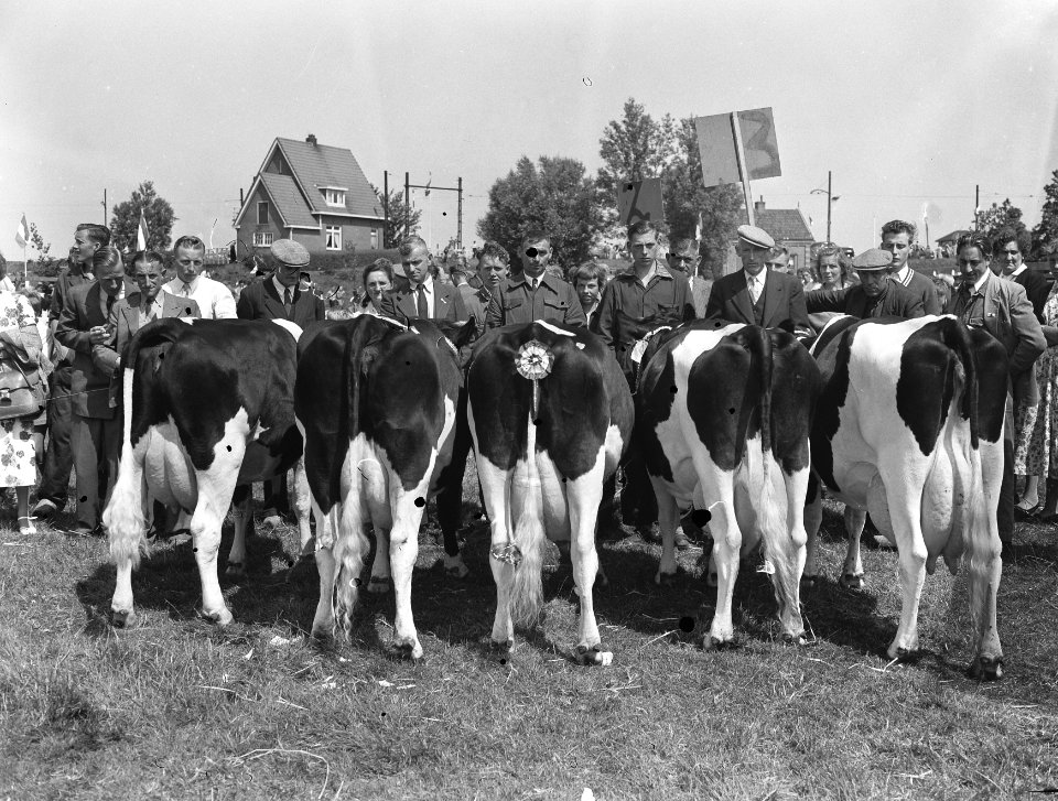 600 jaar Monnickendam fokveedag, Bestanddeelnr 907-2420