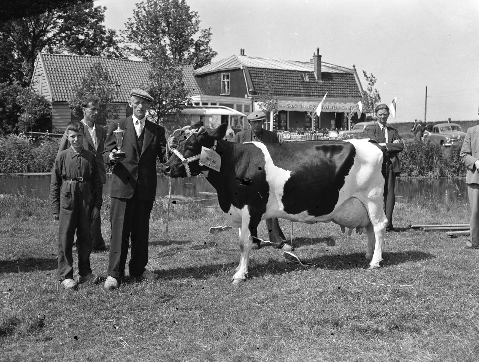 600 jaar Monnickendam fokveedag, Bestanddeelnr 907-2422