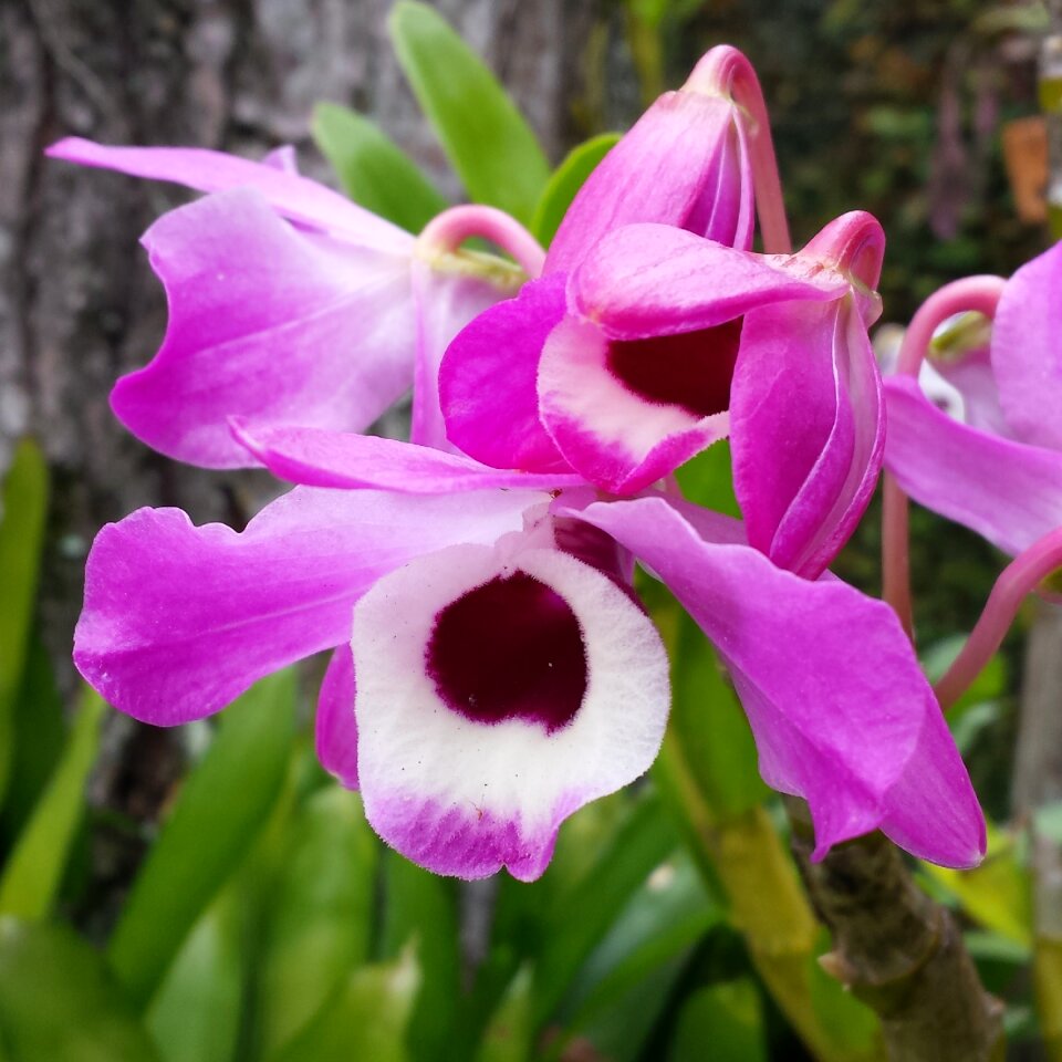 Nature gardens spring