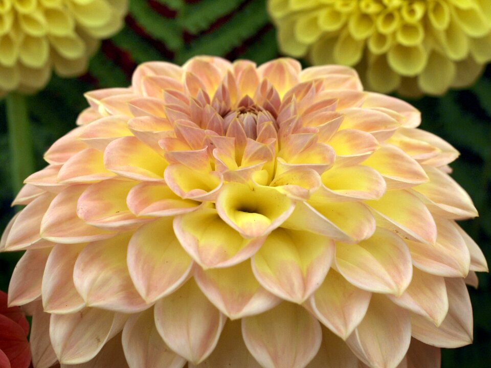 Dahlia flower bloom