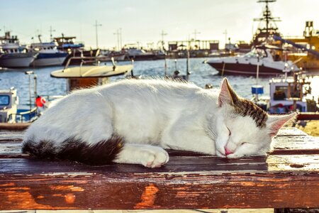 Cute animal kitten