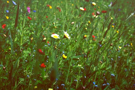 Green grass flowers photo