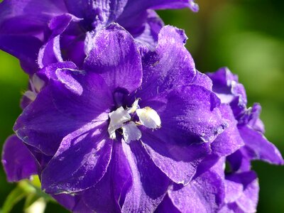 Flower close up purple close-up photo