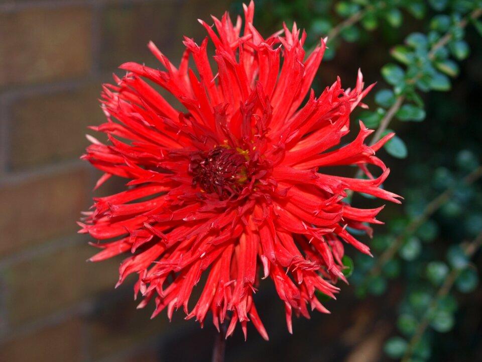 Flower dahlia bloom