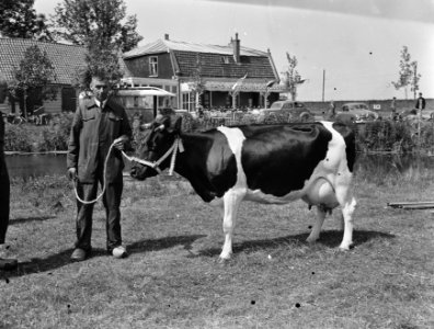 600 jaar Monnickendam fokveedag, Bestanddeelnr 907-2421 photo