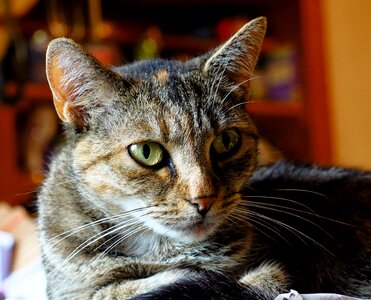 Mackerel eyes domestic cat