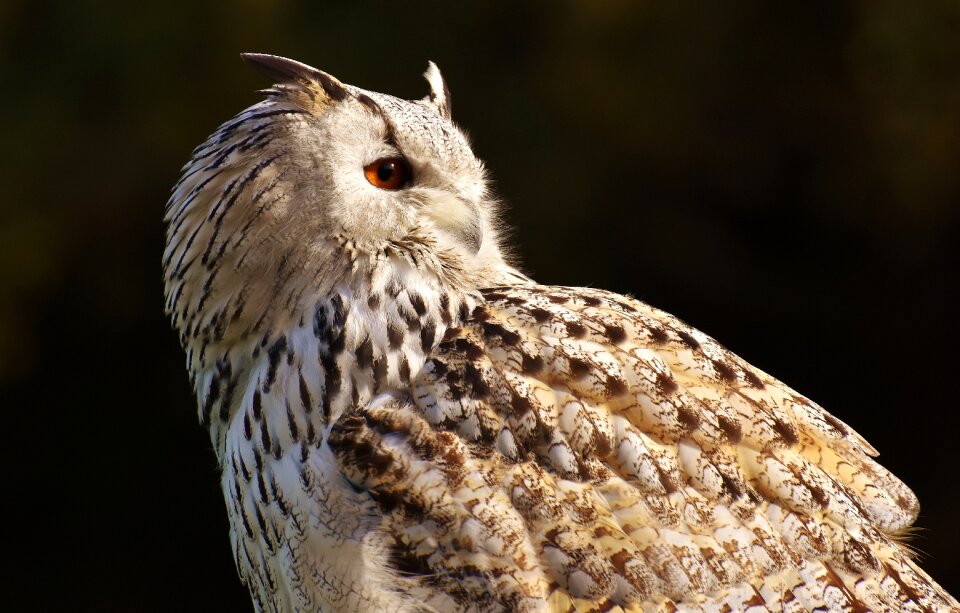Eagle owl animals wild bird