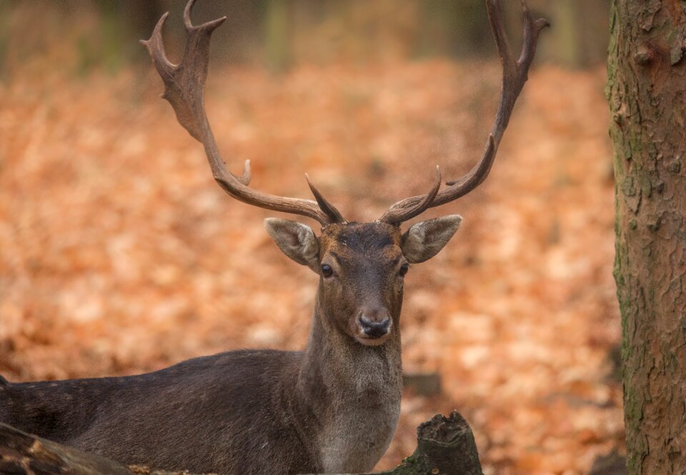 Hirsch animal wild