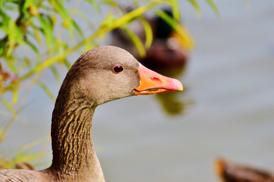 Water bird poultry swim